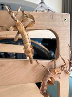 Flappentakken, Dieren en Toebehoren, Reptielen en Amfibieën