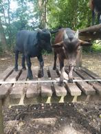 Dekbokje te koop, Dieren en Toebehoren, Schapen, Geiten en Varkens, Mannelijk, Geit, 0 tot 2 jaar