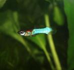 Endler gup Japan blue, Dieren en Toebehoren, Vis