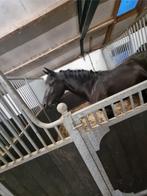 ## Pensionstalling aangeboden ##, Dieren en Toebehoren, Weidegang