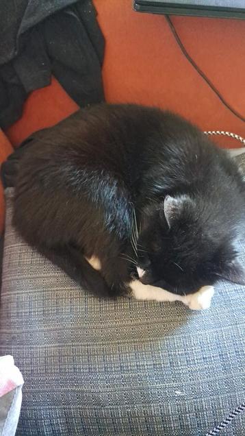 Te geef: zwarte poes met wit befje en witte voetjes. beschikbaar voor biedingen