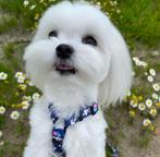 Dekreu Maltazer Gio, Dieren en Toebehoren, Honden | Dekreuen, Rabiës (hondsdolheid), Reu, Eén hond, 3 tot 5 jaar