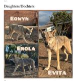 3 wolfhond teefjes 1 jaar oud beschikbaar bij fokker in DE, Dieren en Toebehoren, Honden | Poolhonden, Keeshonden en Oertypen