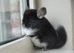 chinchilla verschillende jonge bokjes beschikbaar, Dieren en Toebehoren, Augustus, Mannelijk, Chinchilla
