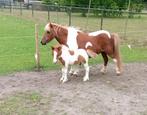 Mooie vosbonte merrie met vos bont hengst veulen, Dieren en Toebehoren, A pony (tot 1.17m), Meerdere dieren, Recreatiepony, Gechipt