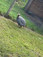 Parelhoender haan 2024, Dieren en Toebehoren, Mannelijk, Kip