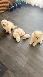We zoeken liefdevolle thuisjes voor 7 pluizige engeltjes, Dieren en Toebehoren, Honden | Chihuahua's en Gezelschapshonden, Overige rassen