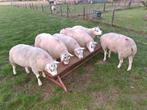 Dekrammen, Dieren en Toebehoren, Mannelijk, Schaap