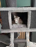 Maine Coon kittens katertjes, Meerdere dieren, Gechipt, 0 tot 2 jaar