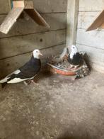 Birmingham rollers, Dieren en Toebehoren, Vogels | Duiven, Meerdere dieren, Postduif