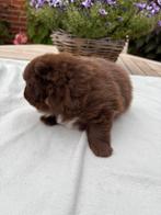 Pomeriaan choco, België, Particulier, Overige rassen, 8 tot 15 weken
