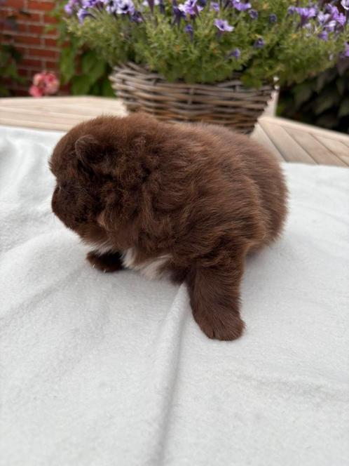 Pomeriaan choco, Dieren en Toebehoren, Honden | Chihuahua's en Gezelschapshonden, Teef, Overige rassen, Particulier, Meerdere
