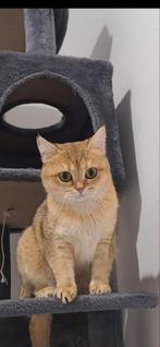 Britse korthaar katten, Meerdere dieren