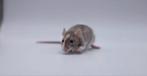 Nog 6 rittens M te adopteren, zullen kleiner blijven., Dieren en Toebehoren, Knaagdieren, Rat, Mannelijk, Tam, September