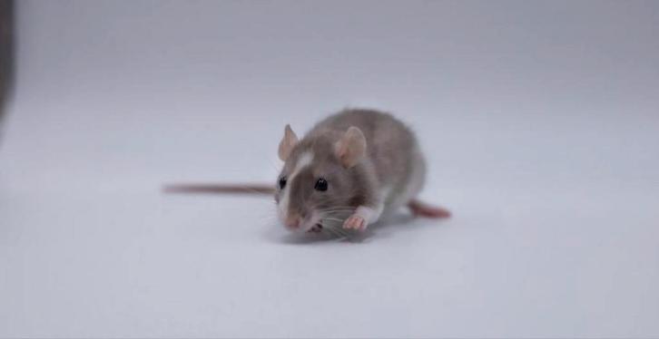 Nog 6 rittens M te adopteren, zullen kleiner blijven., Dieren en Toebehoren, Knaagdieren, Mannelijk, Rat, September, Tam