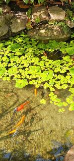 Amazone kikkerbeet, Dieren en Toebehoren, Vissen | Aquaria en Toebehoren, Ophalen, Plant(en), Steen of Hout
