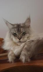 XXL  Blouw Maine coon poes uit Rusland met staamboom, Poes, Gechipt, 0 tot 2 jaar