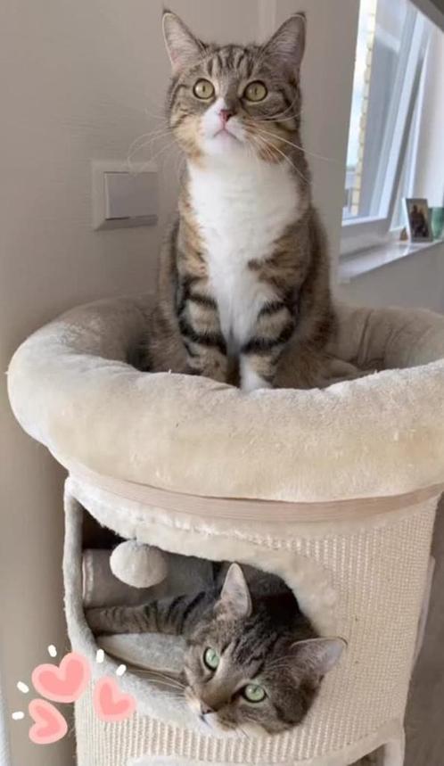 Poes ter adoptie — reactiestop!, Dieren en Toebehoren, Katten en Kittens | Overige Katten, Kortharig, Poes, 3 tot 5 jaar