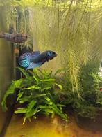 Wilde Betta Mahachaiensis, Vis, Zoetwatervis