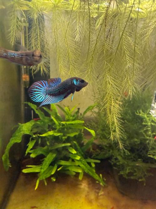 Wilde Betta Mahachaiensis, Dieren en Toebehoren, Vissen | Aquariumvissen, Zoetwatervis, Vis