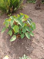 Colocasia pink China, Tuin en Terras, Planten | Tuinplanten, Volle zon, Vaste plant, Zomer, Ophalen