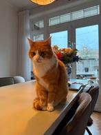 Tehuis gezocht voor lieve rode kater, Kater, 6 jaar of ouder