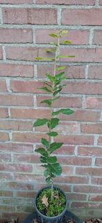 Quercus ilex, hulstbladige eik, wintergroen, Tuin en Terras, Planten | Bomen, Ophalen