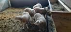6 Fok/Ooilammeren engelse texelaar x swifter., Dieren en Toebehoren, Vrouwelijk, Schaap, 0 tot 2 jaar