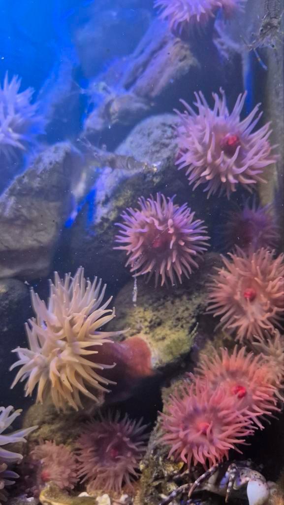 Noordzee anamonen, Dieren en Toebehoren, Vissen | Aquaria en Toebehoren, Ophalen