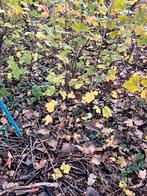 Grote gezonde bessenstruiken te koop  €3–€5 direct ophalen, Tuin en Terras, Ophalen, Overige soorten, Volle zon