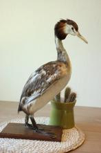 Taxidermie opgezett fuut, Ophalen of Verzenden, Gebruikt, Opgezet dier