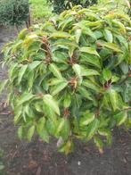 Portugese laurier bol op stam - 60cm stamhoogte, Bolboom, Bloeit niet, Halfschaduw, Ophalen of Verzenden