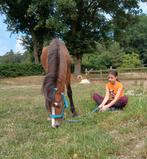 Brave Jaarling B pony, 0 tot 2 jaar, Hengst, B pony (1.17m tot 1.27m), Onbeleerd