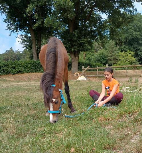 Brave Jaarling B pony, Dieren en Toebehoren, Pony's, Hengst, Onbeleerd, B pony (1.17m tot 1.27m), Recreatiepony, 0 tot 2 jaar