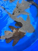 Pleco L-nummer meerval harnasmeerval cibiceps kweekgroep 30c