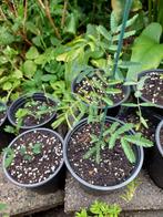 Acacia dealbata - Mimosa dealbata planten, Volle zon, Lente, Minder dan 100 cm, Overige soorten