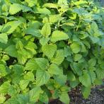Uit de biologische moestuin: Citroenmelisse, plantjes, zaad, Vaste plant, Ophalen of Verzenden, Bloeit niet, Halfschaduw