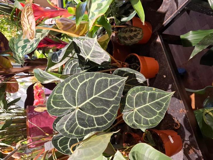Anthurium Clarinervium, Huis en Inrichting, Kamerplanten, Overige soorten, Minder dan 100 cm, Groene kamerplant, Halfschaduw, In pot