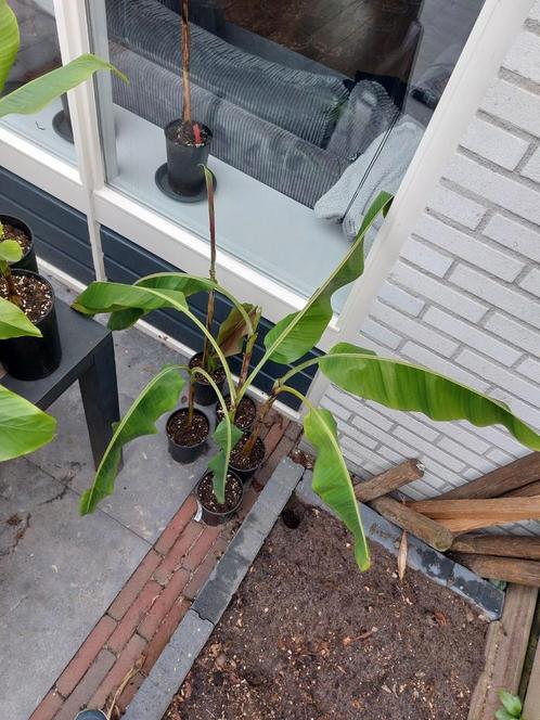 Musa sp. Helens hybrid, Tuin en Terras, Planten | Tuinplanten, Overige soorten, Zomer, Ophalen of Verzenden