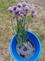 Supermooie bieslook in bloei!    Eetbaar kruid, Tuin en Terras, Planten | Tuinplanten, Ophalen, Zomer, Overige soorten, Volle zon
