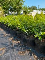 Prachtige Portugese laurier 40cm  in30cmpot €3,50, Ophalen, Laurier