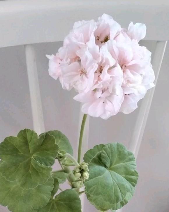 Stekken van de pelargonium Mårbacka Selma Lagerlöf geranium, Huis en Inrichting, Kamerplanten, Overige soorten, Bloeiende kamerplant