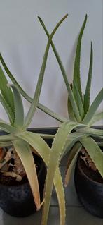 2x Aloe Vera Plant, Vetplant, In pot, Minder dan 100 cm, Groene kamerplant