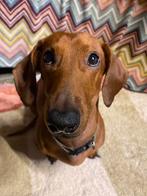 Teckel Pax, Dieren en Toebehoren, Honden | Teckels en Dashonden, 6 jaar of ouder, Standaard, Particulier, Rabiës (hondsdolheid)