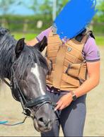 Lieve PRE ruin Bandido VAP te koop, Minder dan 160 cm, B, Gechipt, Ruin