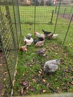 Kleurleggers toom, Dieren en Toebehoren, Pluimvee, Meerdere dieren, Kip