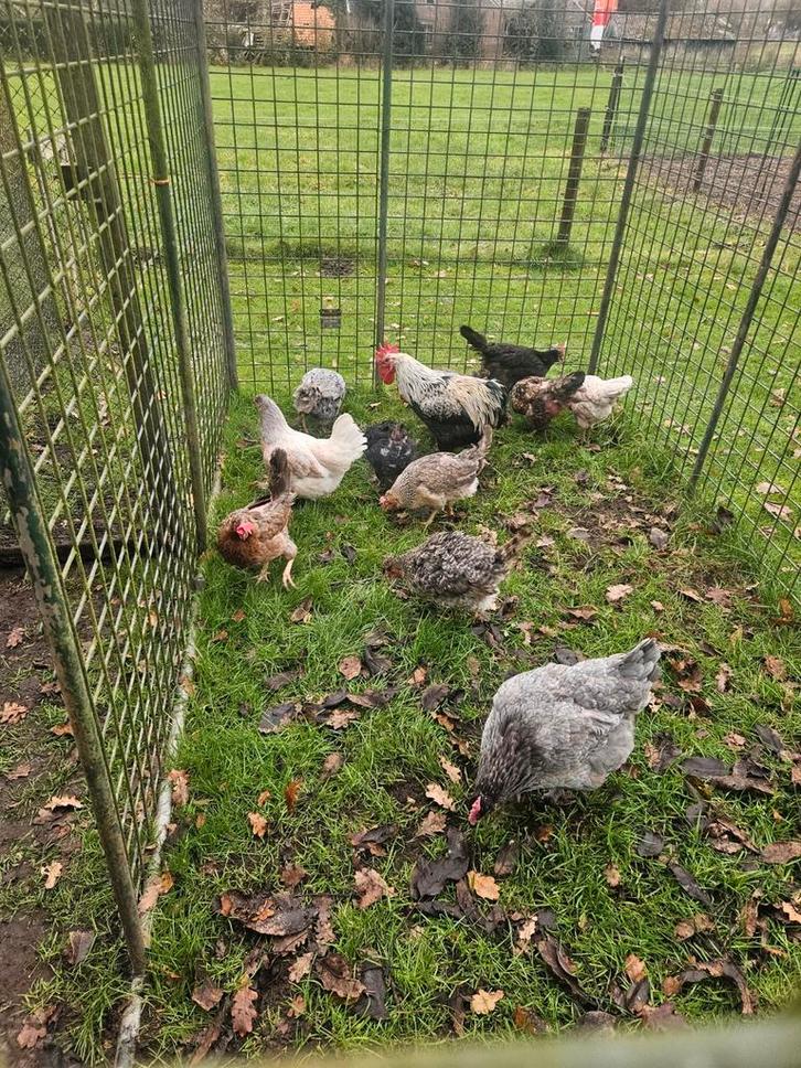 Kleurleggers toom, Dieren en Toebehoren, Pluimvee, Kip, Meerdere dieren