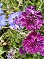 Korenbloem mix, Tuin en Terras, Ophalen of Verzenden, Voorjaar, Volle zon, Zaad