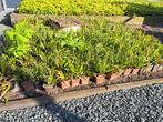 Carex morrowi siergras, Tuin en Terras, Planten | Tuinplanten, Siergrassen, Ophalen