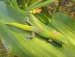 Phelsuma laticaude man, mooi exemplaar, Dieren en Toebehoren, Reptielen en Amfibieën, Hagedis, 0 tot 2 jaar